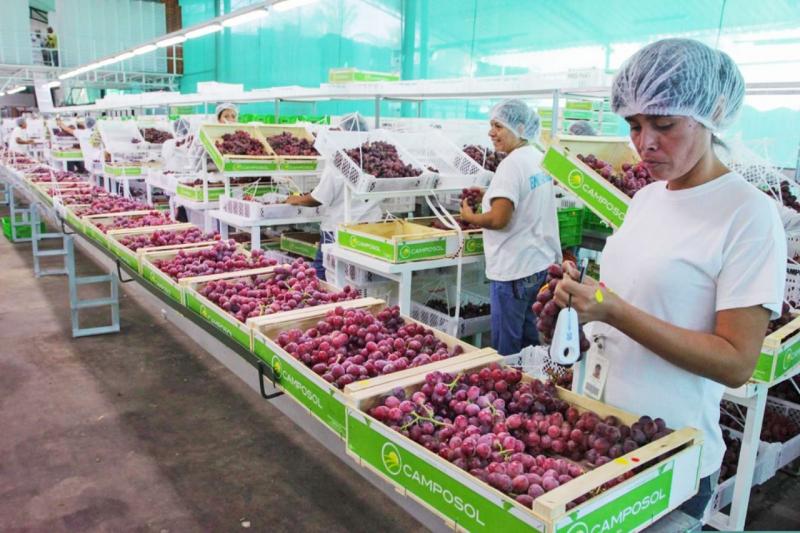 Agroexportaciones sumarían alrededor de US$ 15.000 millones al cierre de 2025