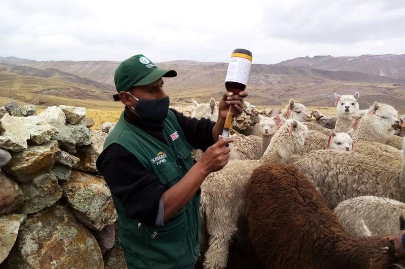 Agroideas entrega más de 2.180 kits veterinarios en nueve regiones del centro y sur del país