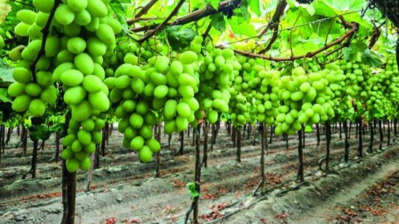 Agrokasa ampliará sembríos de uva en Ica