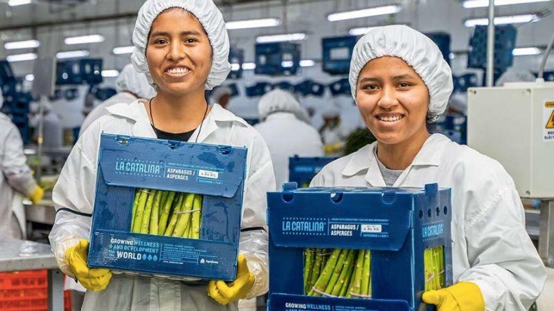Agrokasa cierra su ciclo de exportación de espárragos luego de 27 años