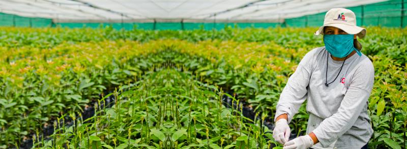 Agronegocios Génesis se internacionaliza