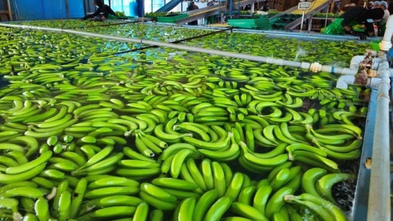 Agronorperú: Proyectamos cerrar el año con hasta 140 contenedores de banano