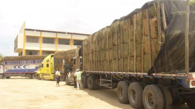 AGRORURAL ATIENDE A GANADEROS AFECTADOS POR FALTA DE LLUVIAS 