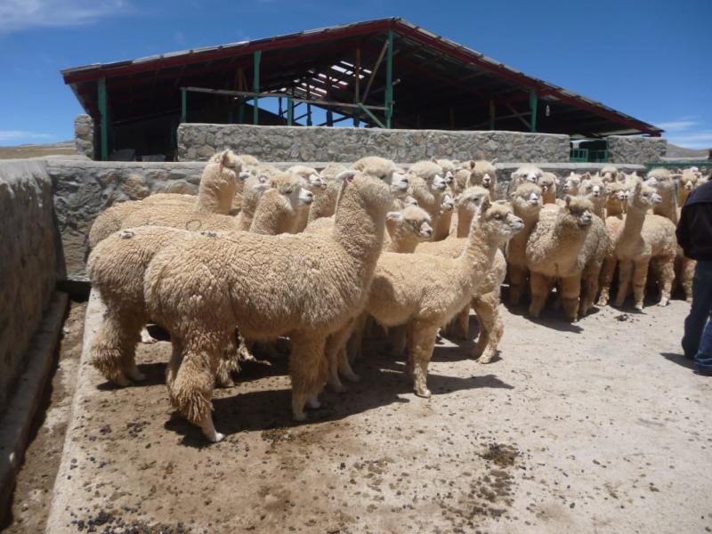 AgroRural instalará 1.765 cobertizos para proteger alpacas y ovinos ante heladas