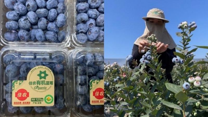 Agualima proyecta exportar 5 millones de arándanos orgánicos en la presente campaña, lo que significaría un incremento de 25%