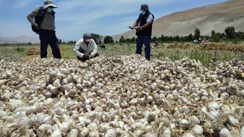 Alertan pérdidas en cultivos de ajo  en Arequipa ante altas temperaturas y lluvias