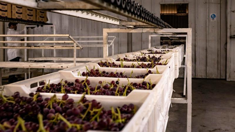 Almacenamiento frigorífico de uva en Estados Unidos asciende a 12.344.395 cajas, lo que representa un aumento de 54.9%