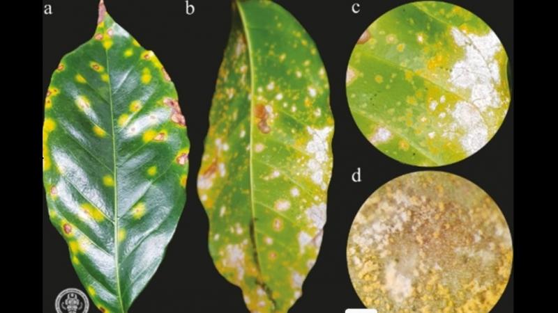 Amazonas: científicos identifican hongos con potencial para control de la roya del café