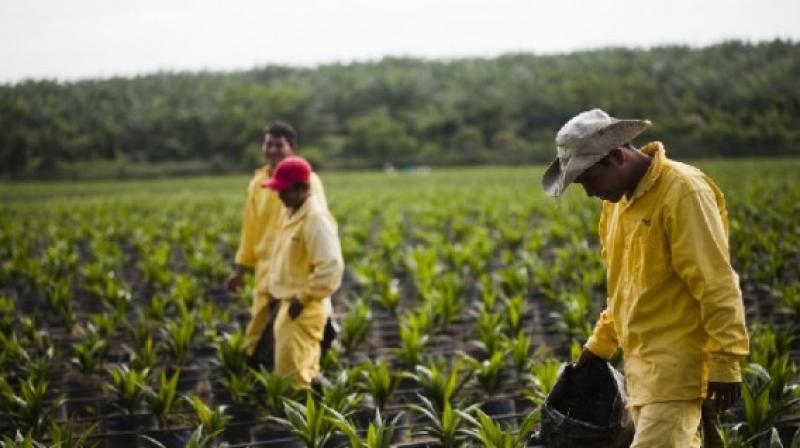 Amazonía peruana pierde 31,500 hectáreas por cultivos de palma aceitera