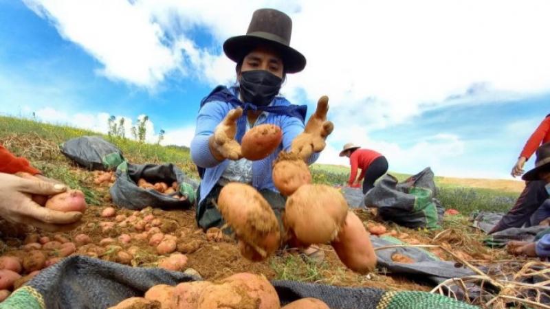 Amenaza fitosanitaria pone en riesgo producción de papa en el Perú