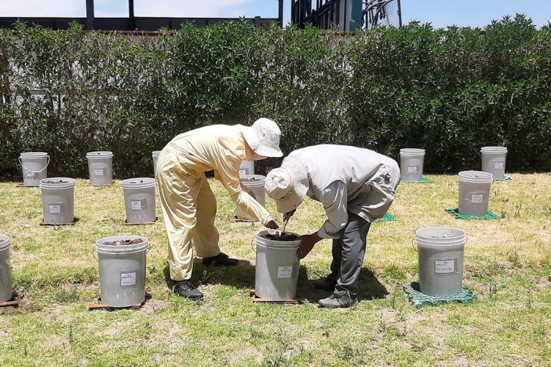Analizan el potencial de la diversidad del maíz Cabanita para la alimentación saludable