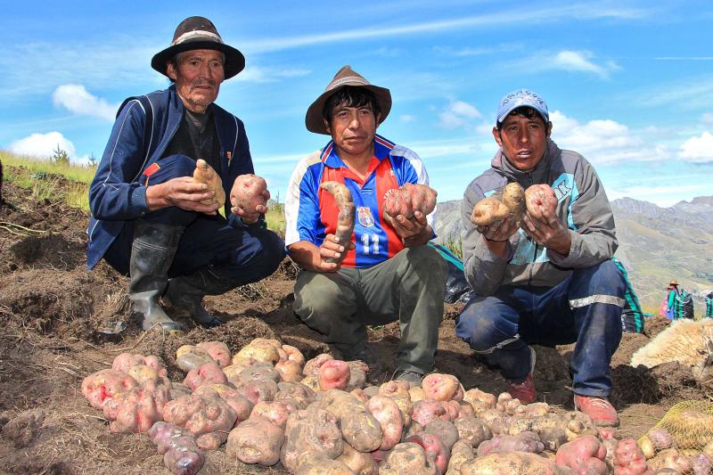 Áncash: comunidad altoandina de Santa Cruz de Pichiú  cosecha papas nativas recuperadas después de 20 años