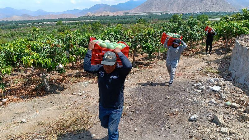Áncash: precio de mango kent de exportación en Moro es cuatro veces mayor que la campaña anterior