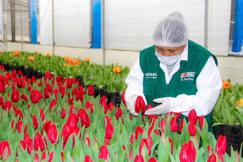 Áncash se convierte en el principal productor de tulipanes