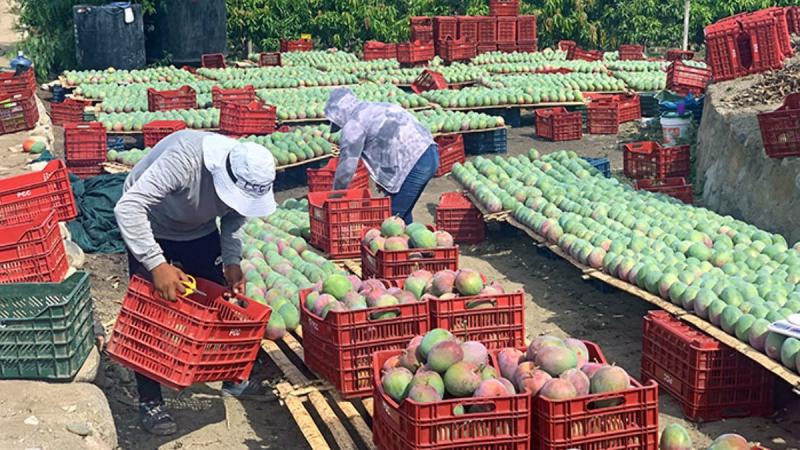 Anomalías térmicas y acoplamiento océano-atmósfera amenazan la campaña de mango