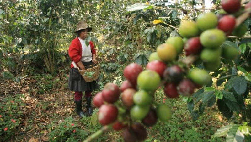 ANTE CAMBIO CLIMATICO: CAFICULTORAS APUESTAN POR PRODUCCIÓN SOSTENIBLE