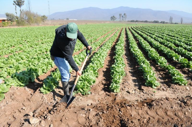 APOYO A PEQUEÑOS AGRICULTORES SERÁ CLAVE PARA GARANTIZAR LA SEGURIDAD ALIMENTARIA