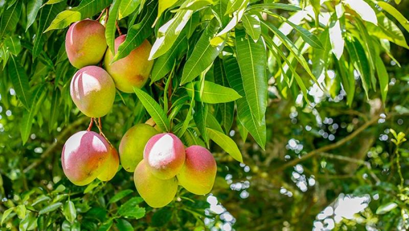 Aprueban norma técnica para impulsar la comercialización del mango fresco