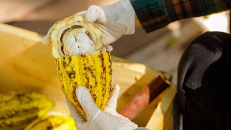 Aprueban norma técnica que impulsa la calidad, trazabilidad y competitividad del cacao peruano