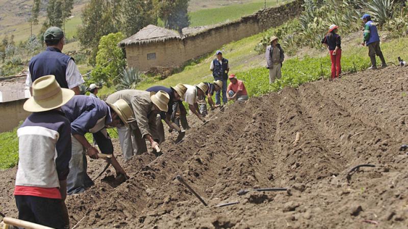 Aprueban primer programa de financiamiento por S/ 250 millones para pequeños agricultores agrarios