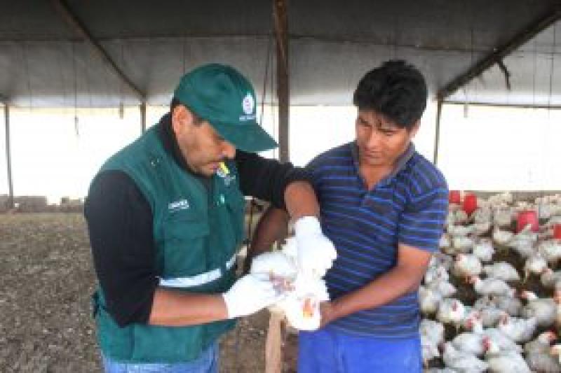 Arequipa: Más de 1500 aves serán evaluadas en monitoreo preventivo de influenza aviar