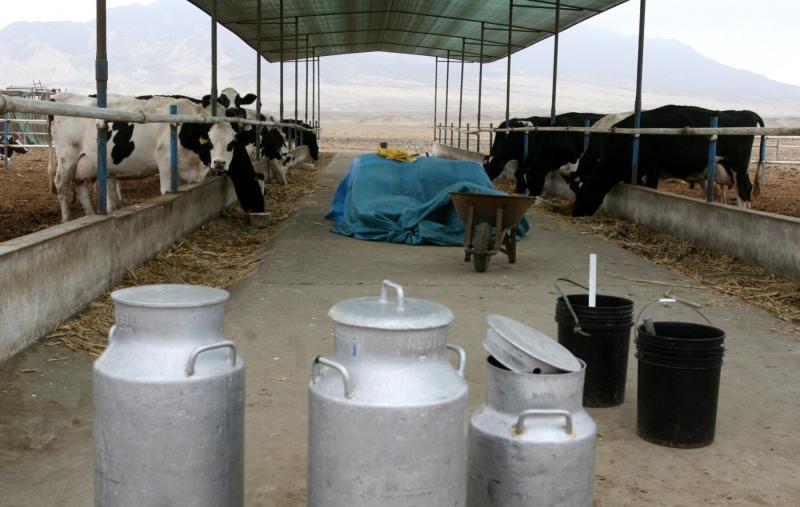 AREQUIPA: PRODUCCIÓN LECHERA DISMINUIRÁ EN UN 25%