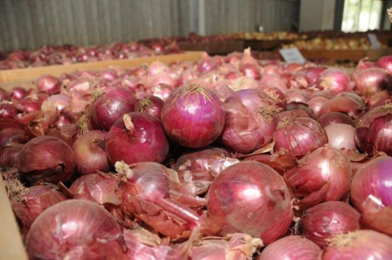 Arequipa produce 332.5 mil toneladas de cebolla por campaña
