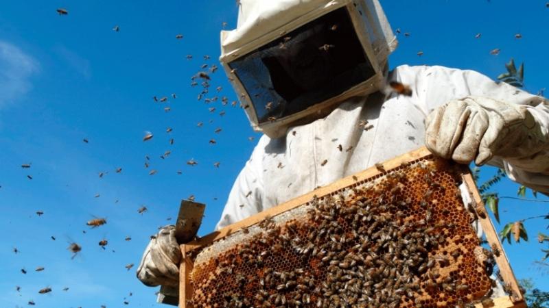 Atención: mañana instalan Mesa Técnica para fortalecer al sector apícola