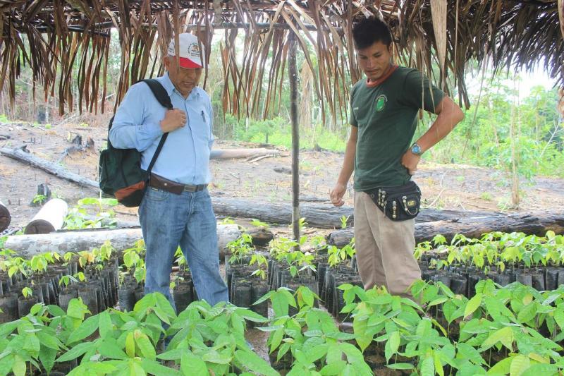 Avanzan trabajos de proyecto cacao en todos los sectores de Atalaya