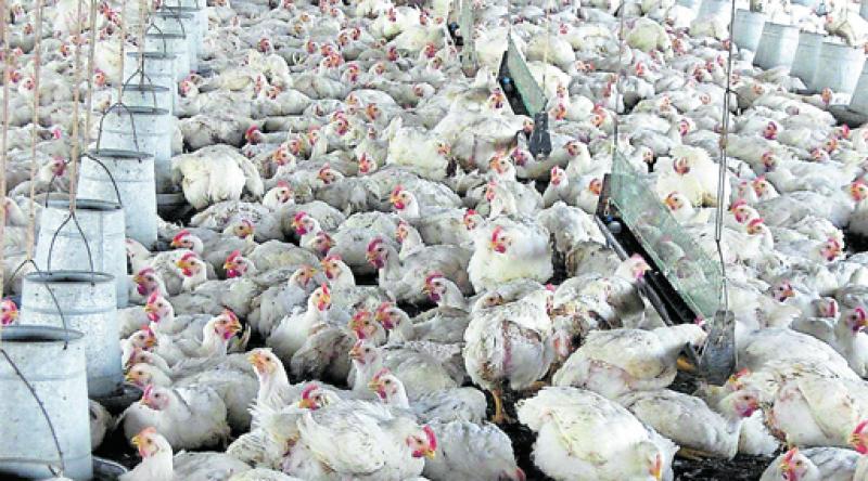 Avinka y Ganadera Santa Elena se fusionaron