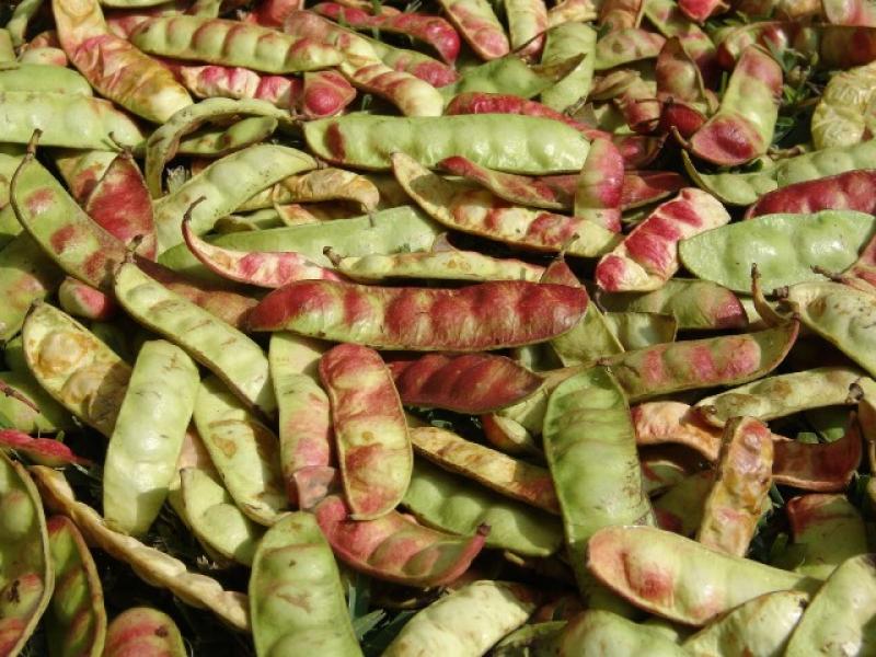 AYACUCHO: FORTALECEN CAPACIDADES DE PRODUCTORES DE TARA 