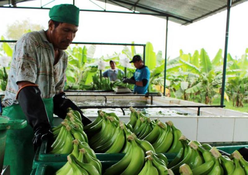 Banano orgánico, cacao, mandarina, mango y jengibre  son productos de mayor potencial para convertirse en boom agroexportador del Perú