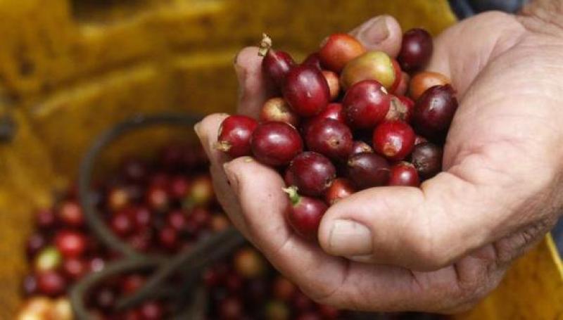 Bloqueos de carreteras paralizan exportaciones de café colombiano