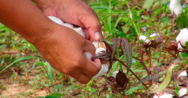 Buenas perspectivas para el algodón en Lambayeque