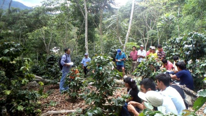 BUSCAN CONVIVENCIA ENTRE AGRICULTURA FAMILIAR Y CONSERVACIÓN DE BOSQUES 