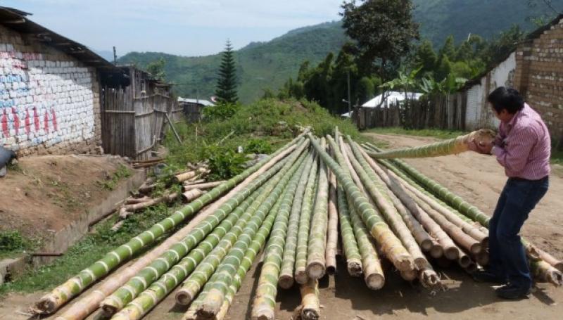 Buscan impulsar cadena productiva del bambú en Lambayeque