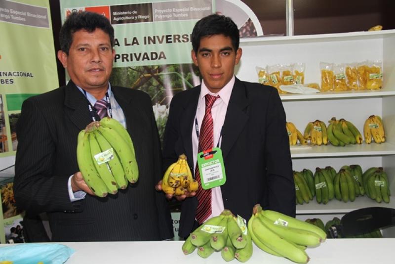 CABOT EXPORTARÁ SEMANALMENTE 36 TONELADAS DE BANANO  ORGÁNICO A  EE.UU.