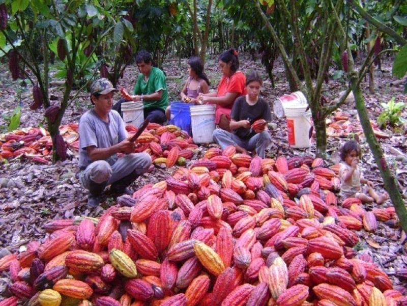 CACAOTEROS DEL VRAEM PARTICIPARÁN EN SALÓN DEL CHOCOLATE DE PARÍS