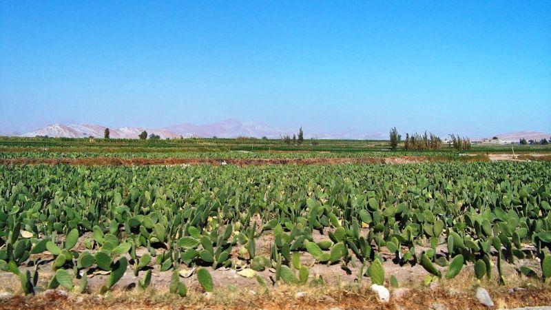 Cadena de la cochinilla en Arequipa  debilitada por ola de inseguridad