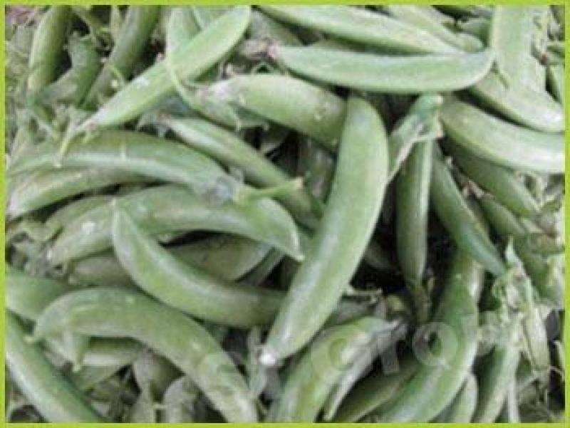 CAE PRODUCCIÓN DE GUISANTES EN PERÚ Y GUATEMALA