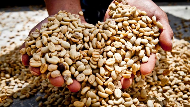 Café en grano de Perú llegó a 57 países en 2024
