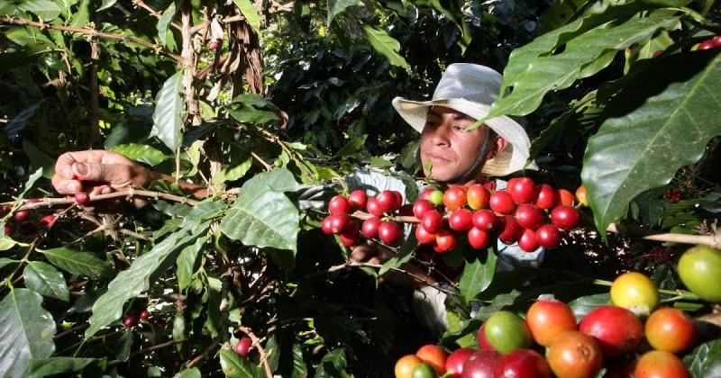 Cafetaleros de Villa Rica reciben manuales técnicos que les ayudarán a mejorar sus prácticas agrícolas