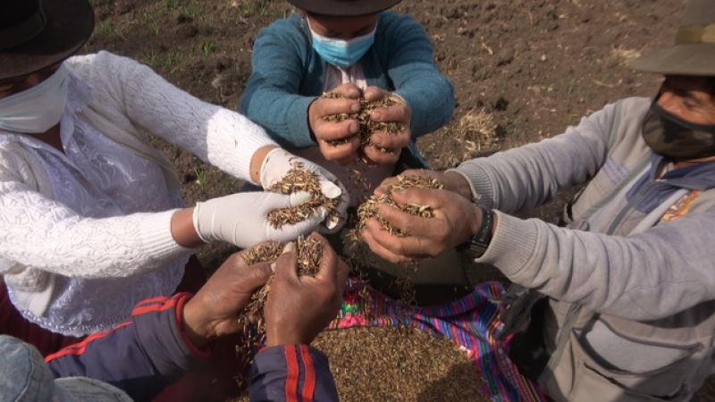 Cajamarca: instalarán más de 2.300 hectáreas de conservación de forraje para alimento de cabezas de ganado vacuno