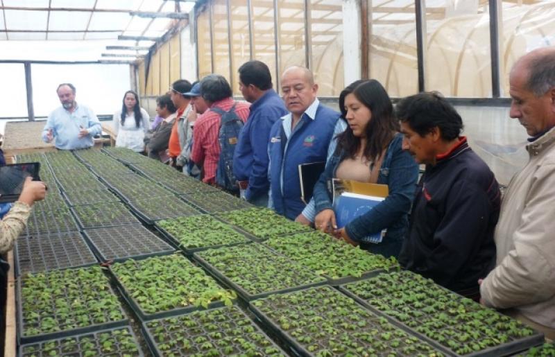 CAJAMARCA SEMBRARÍA UN MILLÓN DE PLANTINES DE FRAMBUESA EN 2015