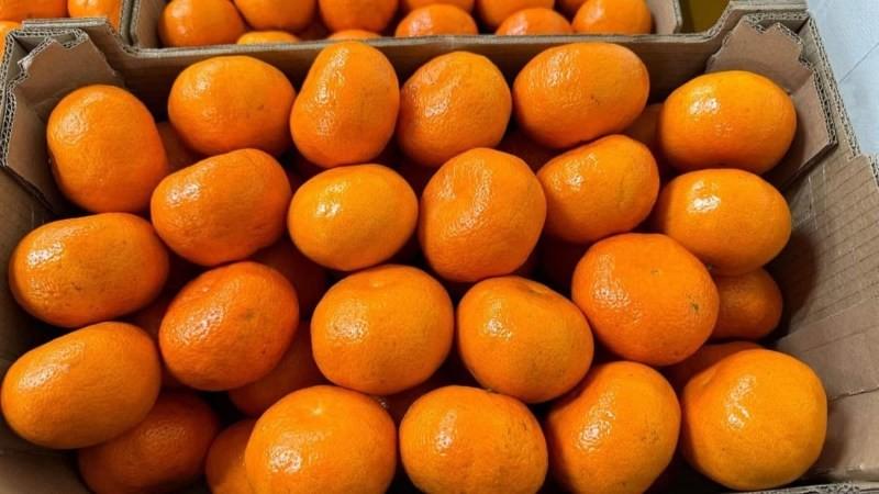Campaña de mandarina cierra con exportaciones 20% menores por el calor invernal