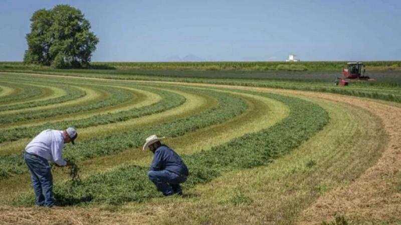 Campaña de Siembra de Pastos y Forrajes beneficiará más de 68 mil cabezas de ganado