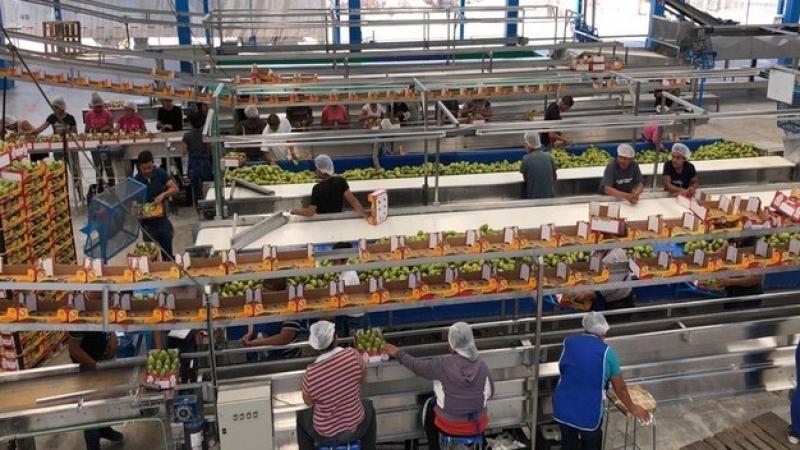 Campaña del mango mexicano llega a su fin con un ligero aumento en la exportación