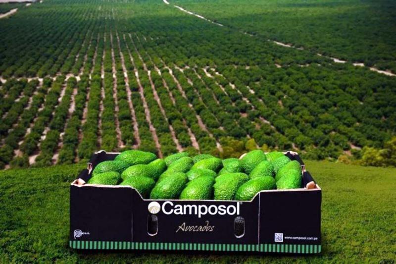 Camposol accede a financiamiento verde por US$ 30 millones