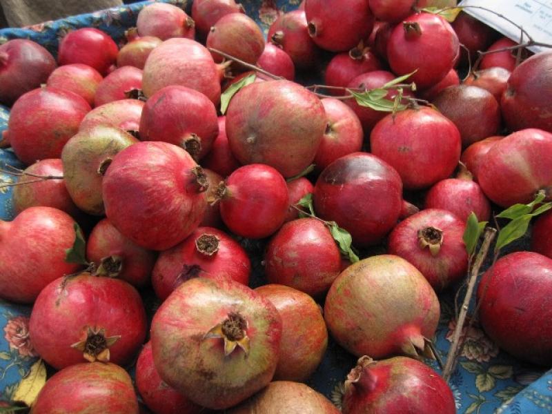 CAMPOSOL DUPLICÓ EXPORTACIONES DE  GRANADAS ESTA CAMPAÑA