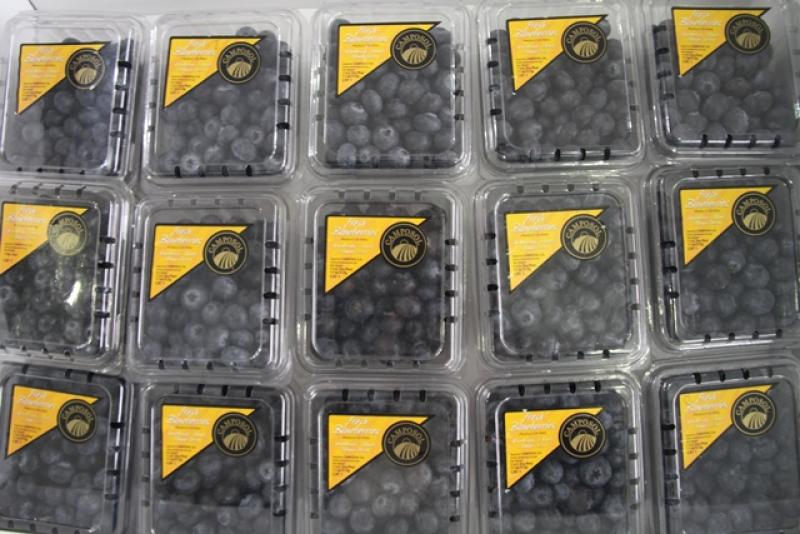 CAMPOSOL: EXPORTACIONES DE ARÁNDANOS SE DUPLICARÍAN ESTA CAMPAÑA